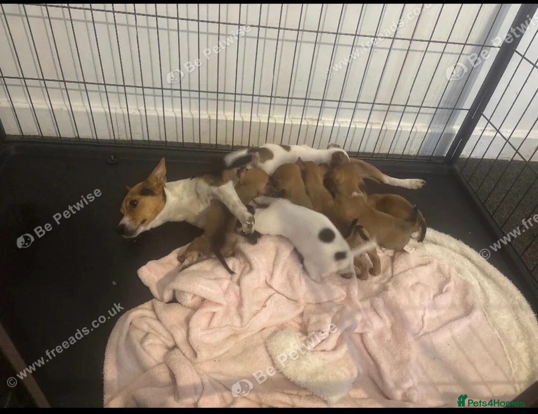 Jack Russell dogs for sale: 3 female gorgeous Jack Russel pups - Advert 9