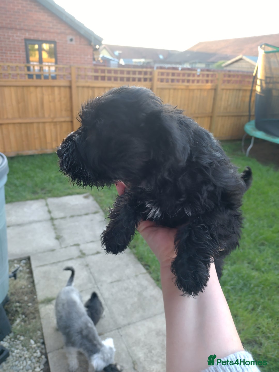Miniature Schnauzer dogs for sale: Adorable miniature schnauzers ❤️❤️🏡  - Image 6