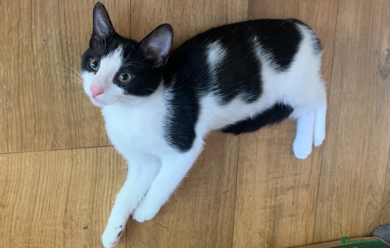 Mixed Breed cats Only 3 Left – Loving Home-Raised Kittens ❤️ - Advert 2