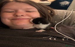Mixed Breed cats for sale: 3 beautiful kittens available  - Image 3