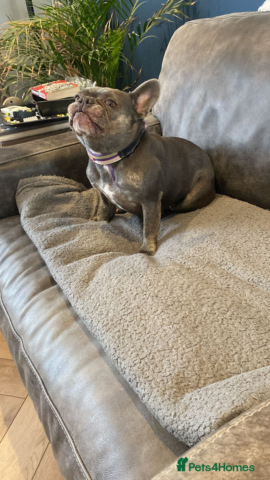 French Bulldog dogs for sale: Bella  - Image 5