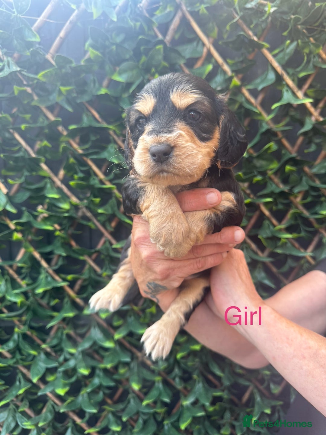 Cocker Spaniel dogs for sale: 🌟 STUNNING SHOW TYPE COCKERSPANIELS 🌟  - Image 9