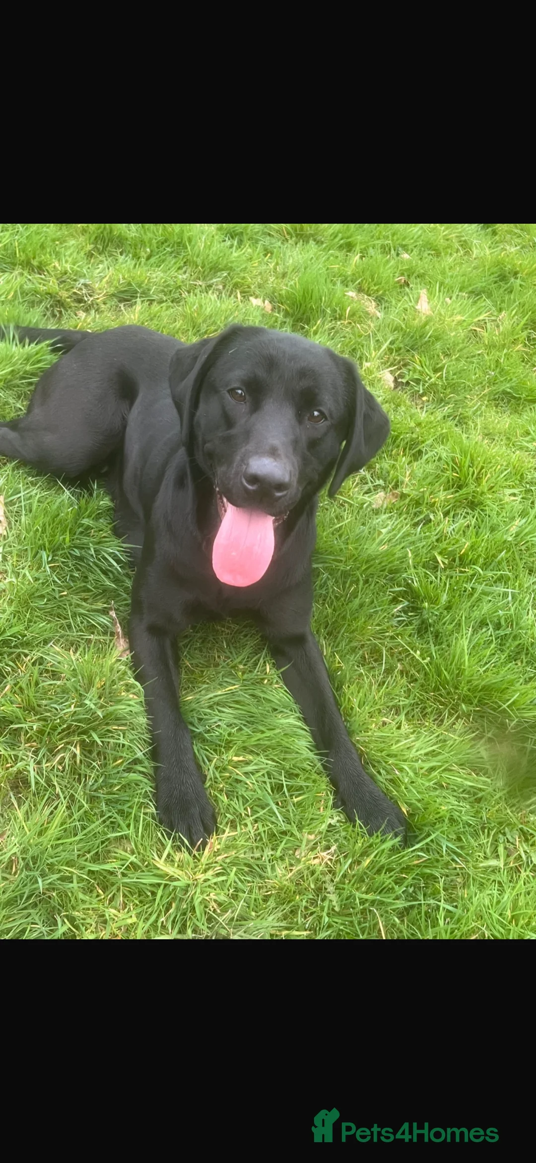 Labrador Retriever dogs for sale: 3 year old lab bitch  - Advert 2