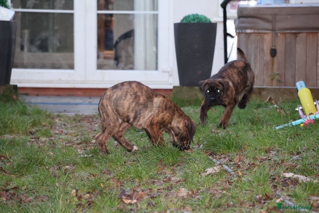 Presa Canario dogs for sale: Presa Canario Puppies (Recognised Breeder) - Advert 23