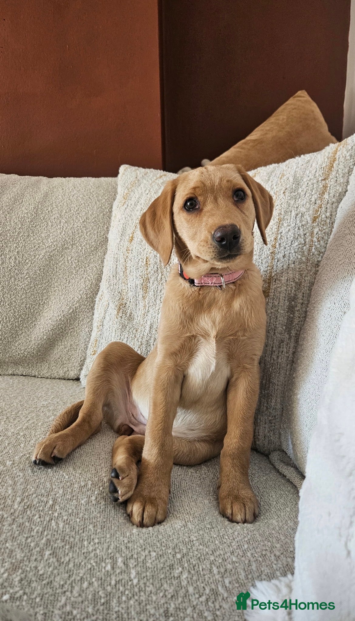 Labrador Retriever dogs for sale: Exceptional KC Reg Labrador Puppies – Due July 4th - Advert 15