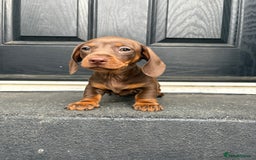 Miniature Dachshund dogs for sale: ONE LEFT Miniature Dachshund Chocolate girl  - Image 1