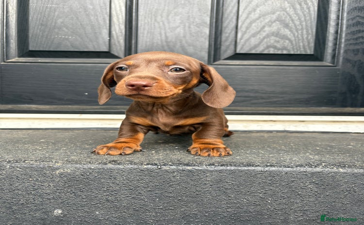 Miniature Dachshund dogs - Advert 12