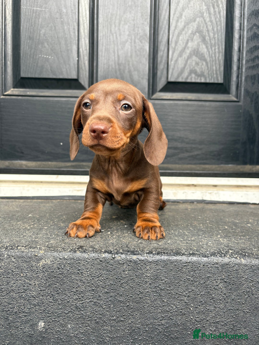 Miniature Dachshund dogs for sale: ONE LEFT Miniature Dachshund Chocolate girl  - Image 1