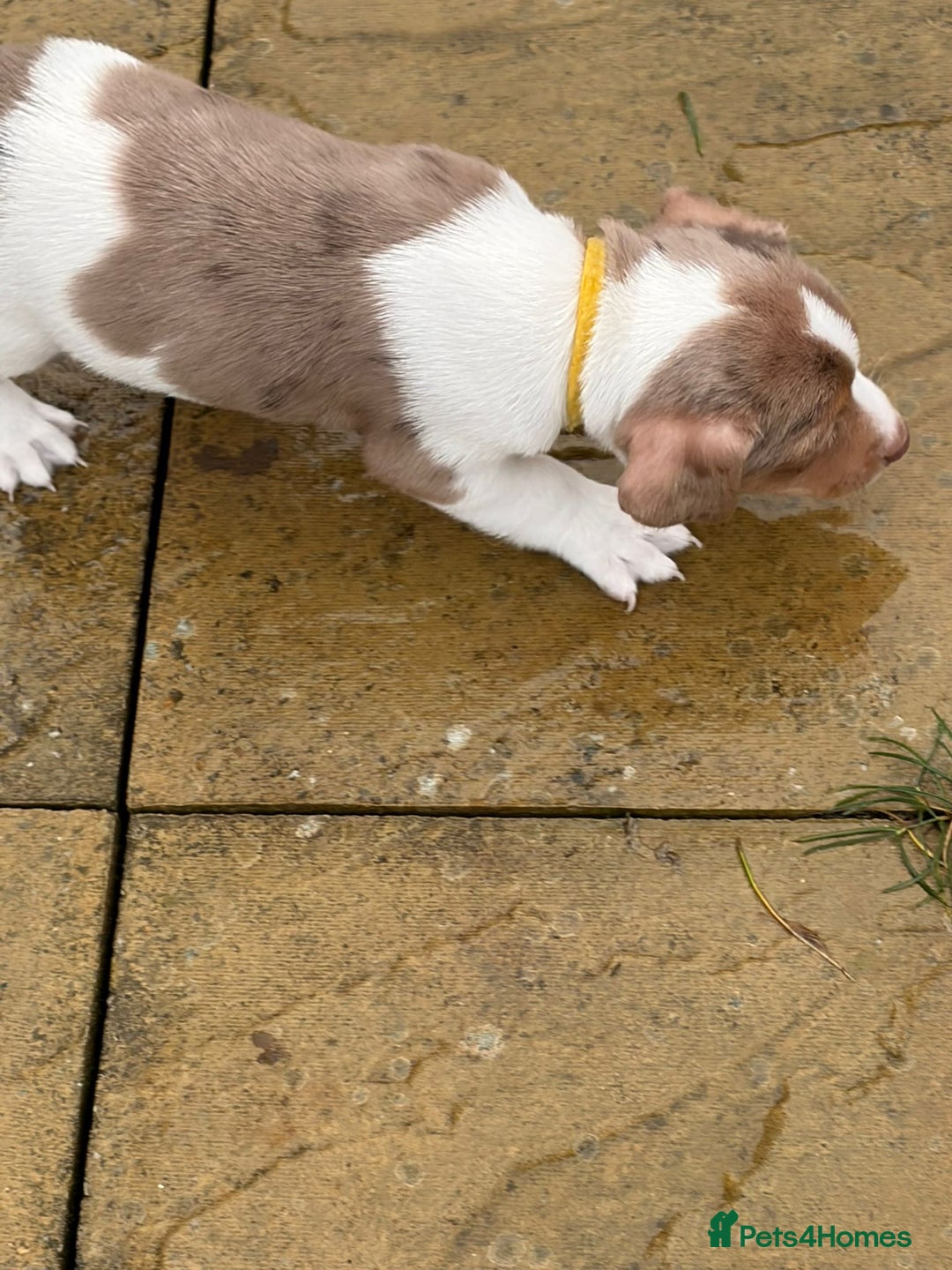 Jack Russell dogs for sale: Beautiful Jack Russell Puppy – Last One Left  - Advert 2