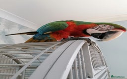 Macaws birds for sale: Harlequin macaw female 5y old Very tame free flyer - Advert 4