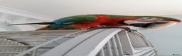 Macaws birds for sale: Harlequin macaw female 5y old Very tame free flyer - Advert 4