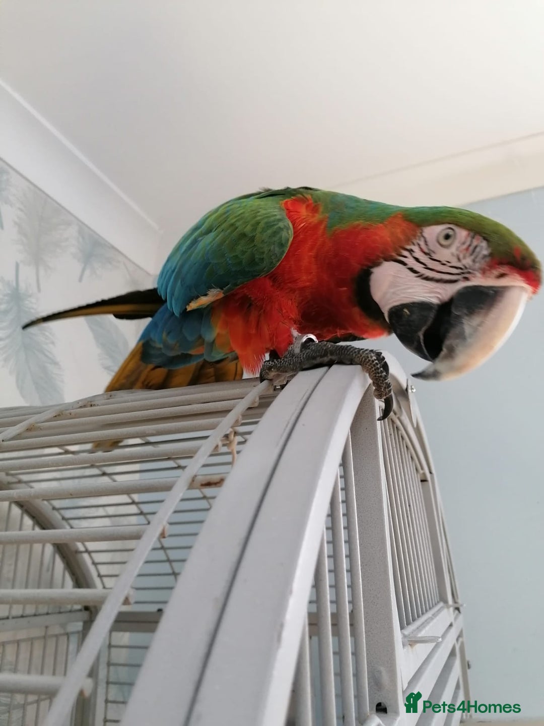 Macaws birds for sale: Harlequin macaw female 5y old Very tame free flyer - Advert 4