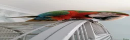 Macaws birds for sale: Harlequin macaw female 5y old Very tame free flyer - Advert 4