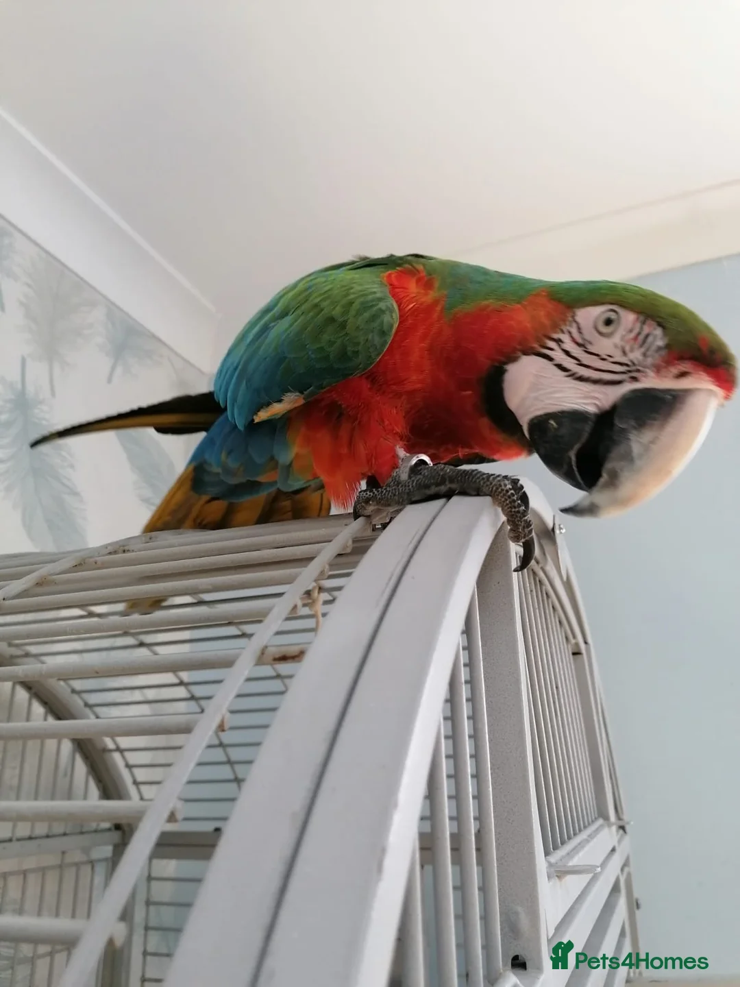 Macaws birds for sale: Harlequin macaw female 5y old Very tame free flyer - Advert 4