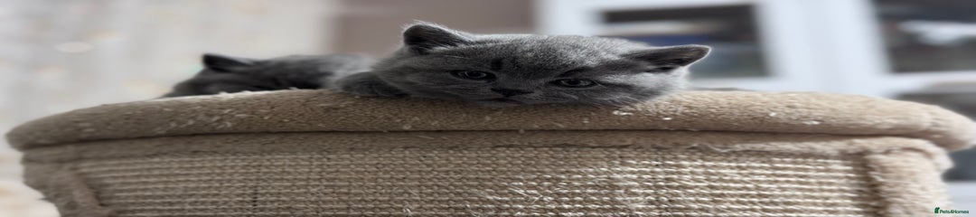 British Shorthair kitten