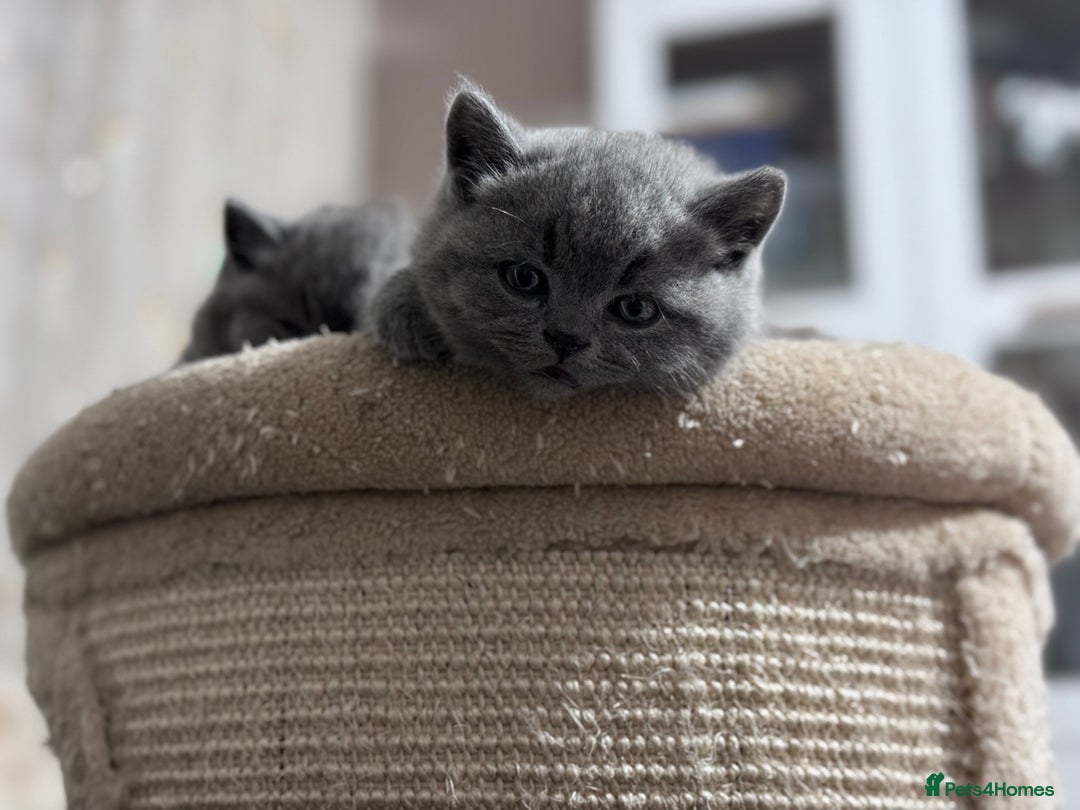 British Shorthair cats for sale: 5  BSH kittens - Image 20