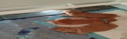 Golden Retriever dogs for sale: KC reg Red Golden retriever fully healthy tested - Advert 8
