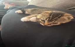 Scottish Fold cats for sale: Ready for his forever home - Image 5