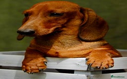 Miniature Dachshund dogs for adoption: Archie: The Puppy Who Survived a Breeder’s Hell - Image 2