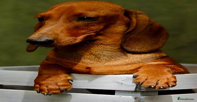 Miniature Dachshund dogs Archie: The Puppy Who Survived a Breeder’s Hell - Advert 3