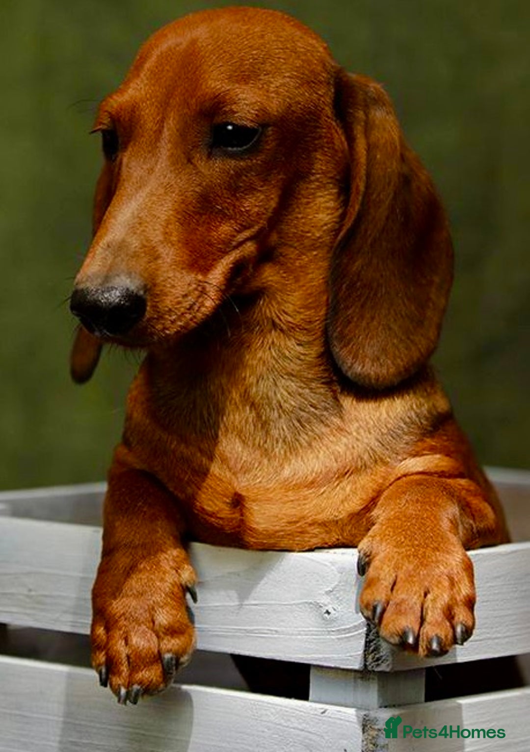 Miniature Dachshund dogs for adoption: Archie: The Puppy Who Survived a Breeder’s Hell - Image 2