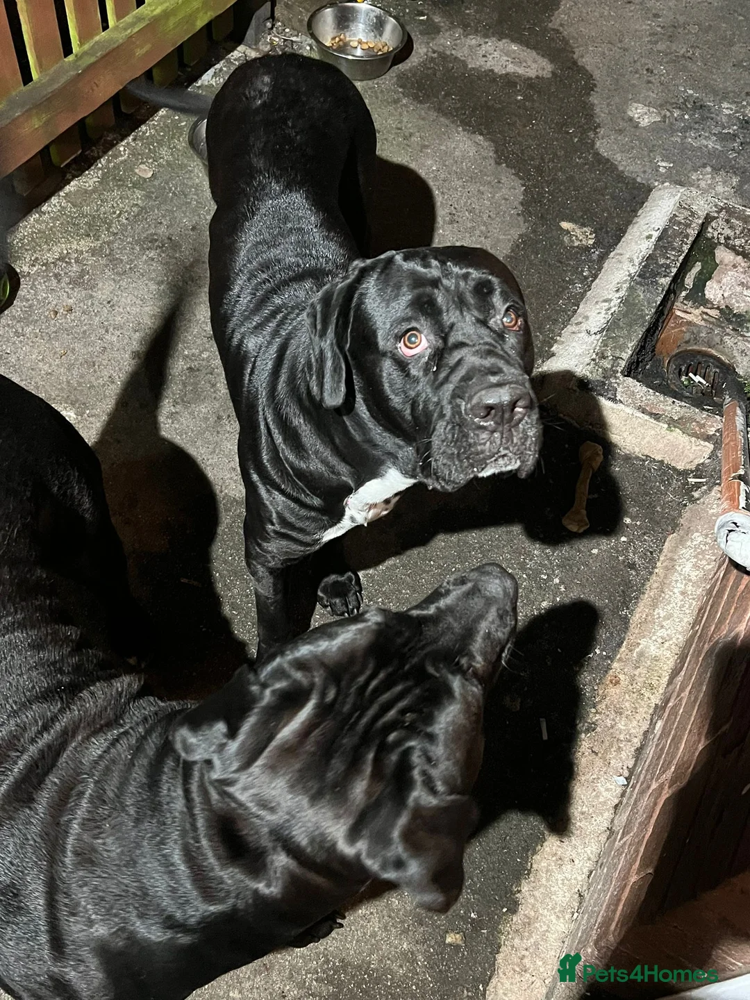 Cane Corso dogs for sale: Female cane corso pure breed for sale - Advert 2