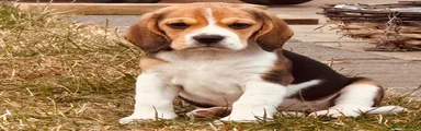 Girl beagle