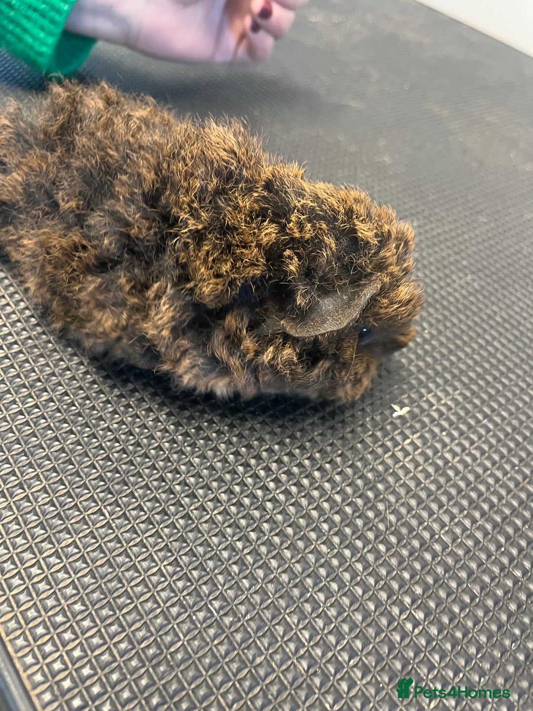 Guinea Pig rodents for sale: Pure bred guinea pigs looking for new homes - Advert 5