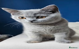 British Shorthair cats for sale: British Shorthair female - Image 5