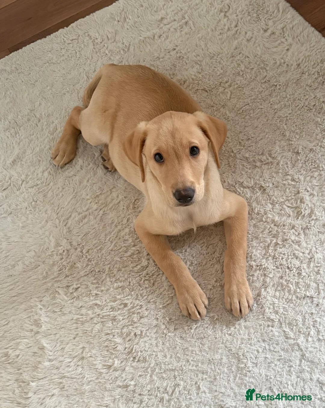 Labrador Retriever dogs for sale: Labrador Retriever Puppy  - Advert 3