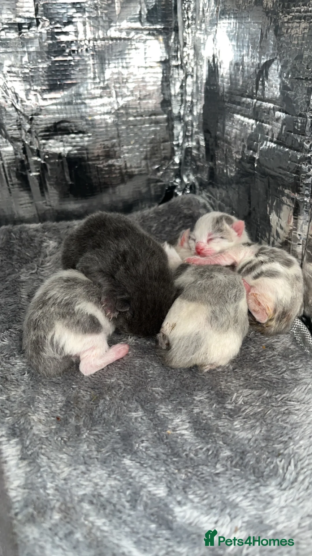 Mixed Breed cats for sale: 4 kittens require a loving forever home - Advert 2