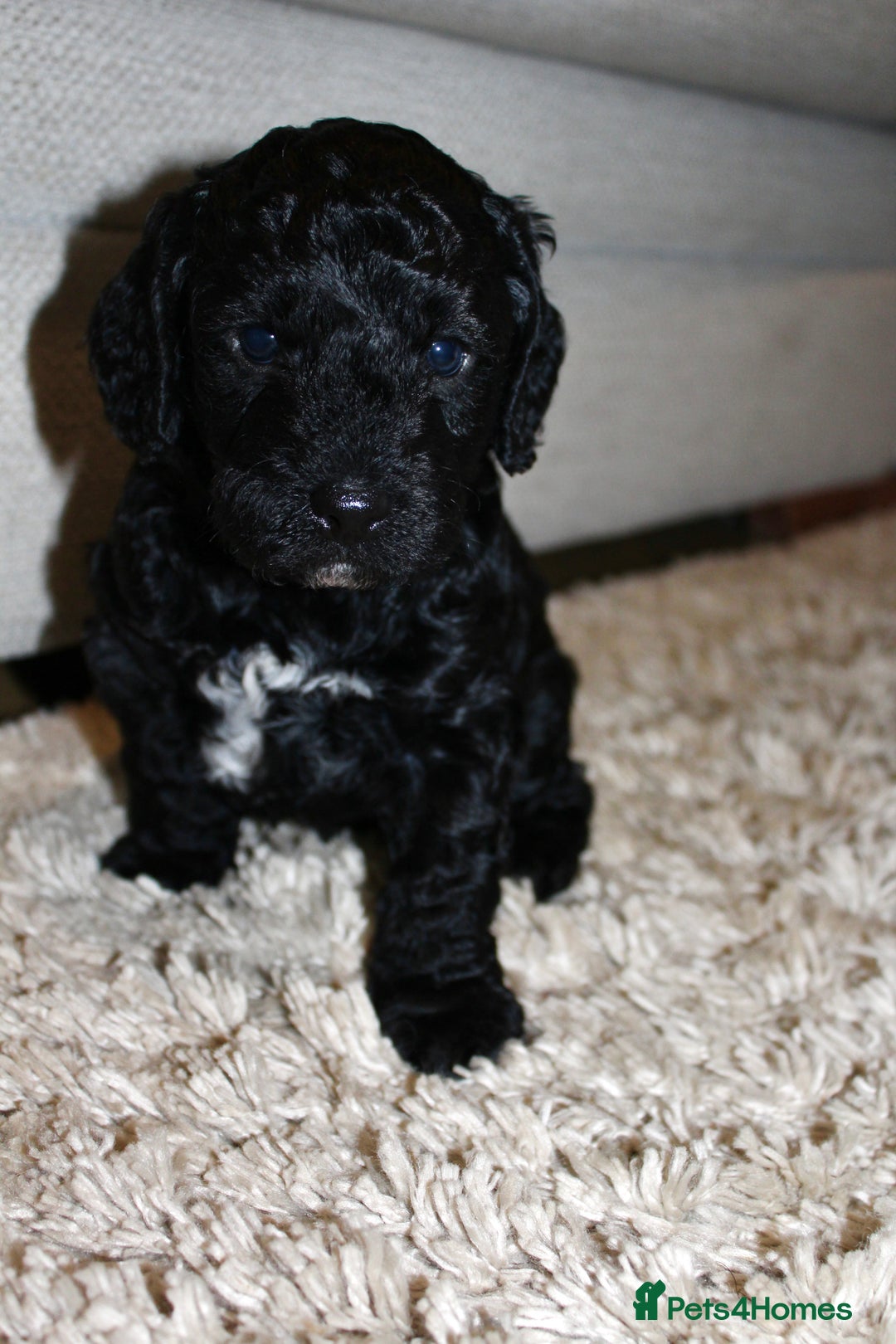 Cockapoo dogs for sale: Beautiful Cockapoo Puppies - Advert 3