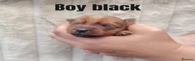 Yorkshire Terrier 3