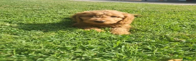 Cockapoo 4
