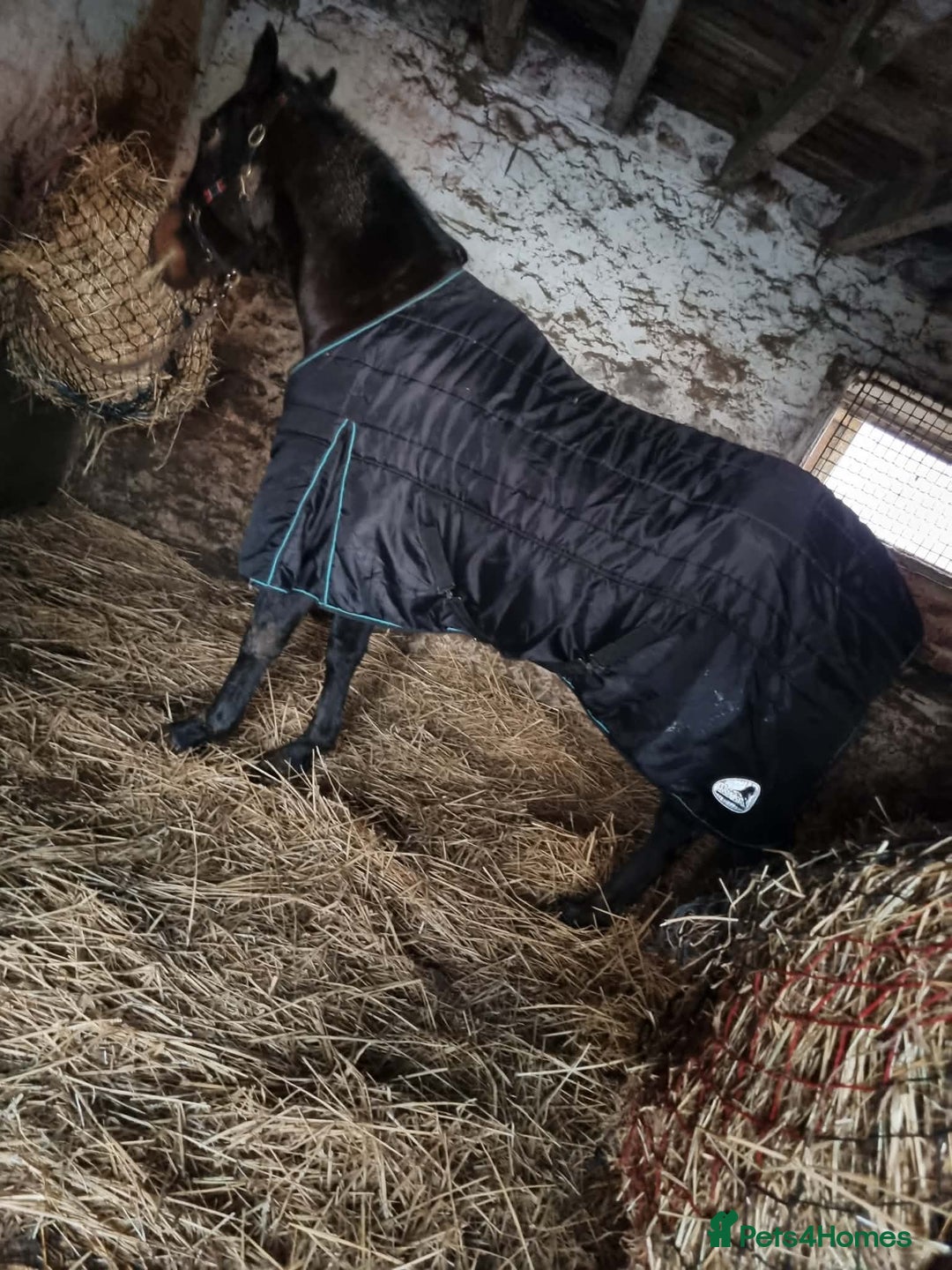 Trotter horses for sale: Rockets magic  - Advert 3