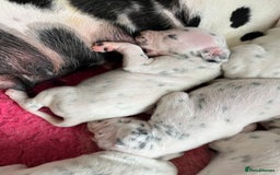 Dalmatian dogs for sale:  Just 2 full hearing puppies by champion parents  - Image 19