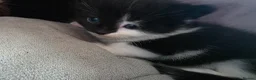 British Longhair cats for sale: Beautiful male kitten - Advert 4