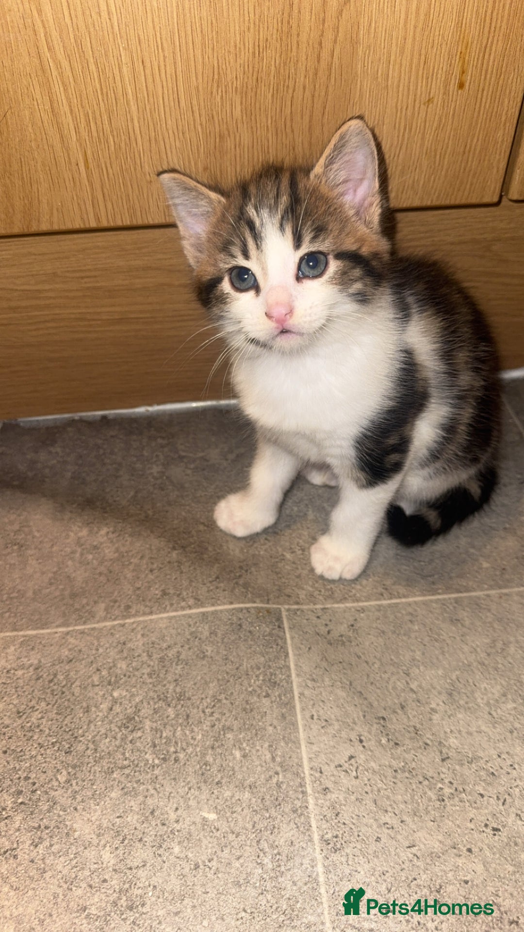 Domestic Shorthair cats for sale: 2 male kittens for sale  - Advert 10