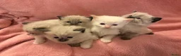 Ragdoll cats for sale: Ragdoll x Siamese Gorgeous kittens 3 Girls 2 Boys - Advert 9