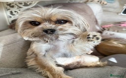 Chorkie dogs for sale: Chorkie (x2 Boys) - Image 26