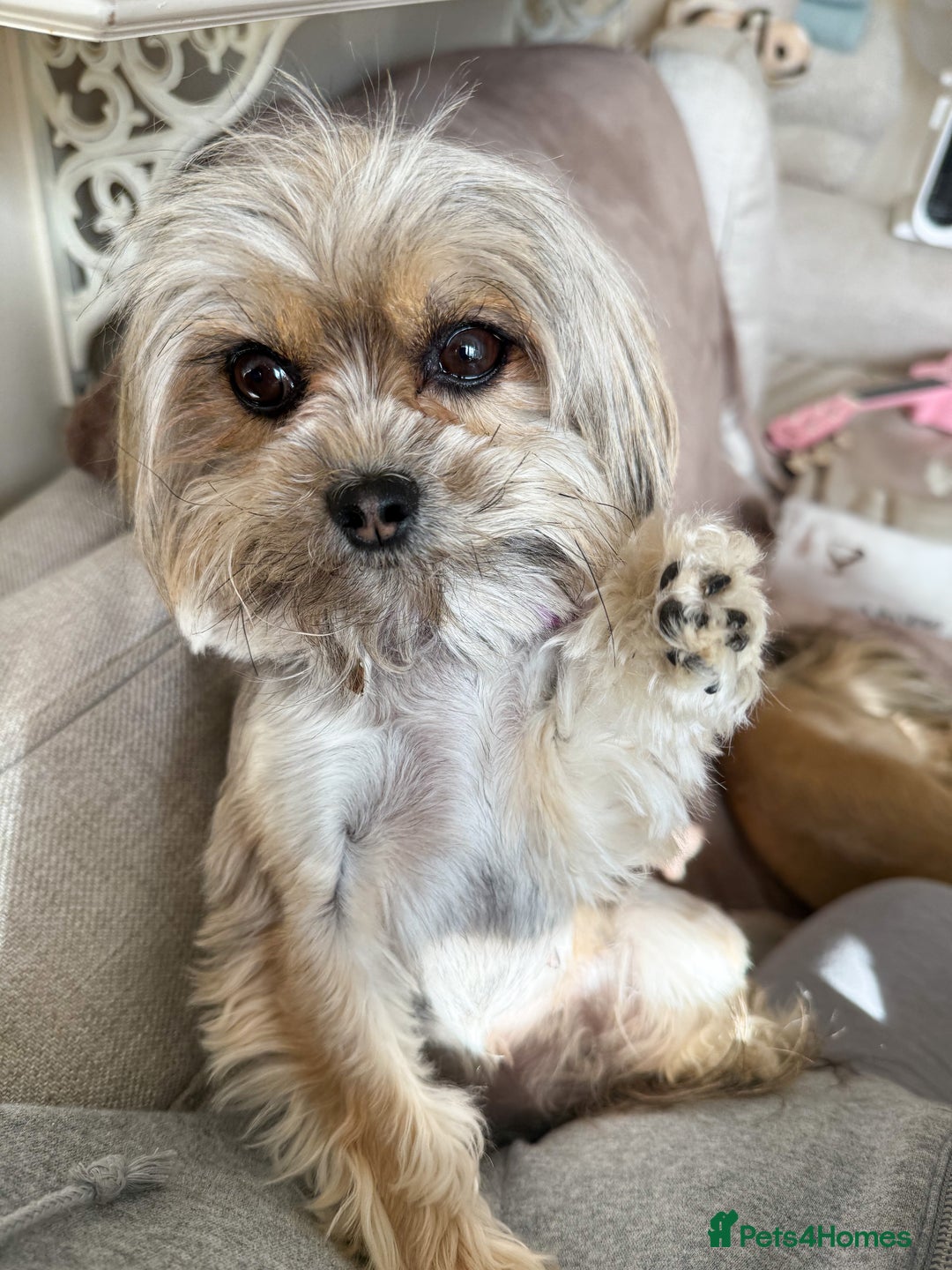 Chorkie dogs for sale: Chorkie (x2 Boys) - Image 26