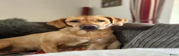 Labrador Retriever dogs for sale: Kennel Club Registered Labrador Puppies  - Advert 15