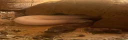 Python Snake reptiles for sale: Mojave Pied Het Albino Ball Python - Advert 6