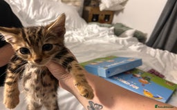 Bengal cats for sale: Beautiful bengal  - Image 6