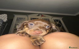 Dachshund dogs for sale: Dashaund - Image 3