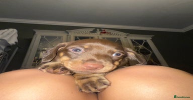 Dachshund dogs - Advert 12