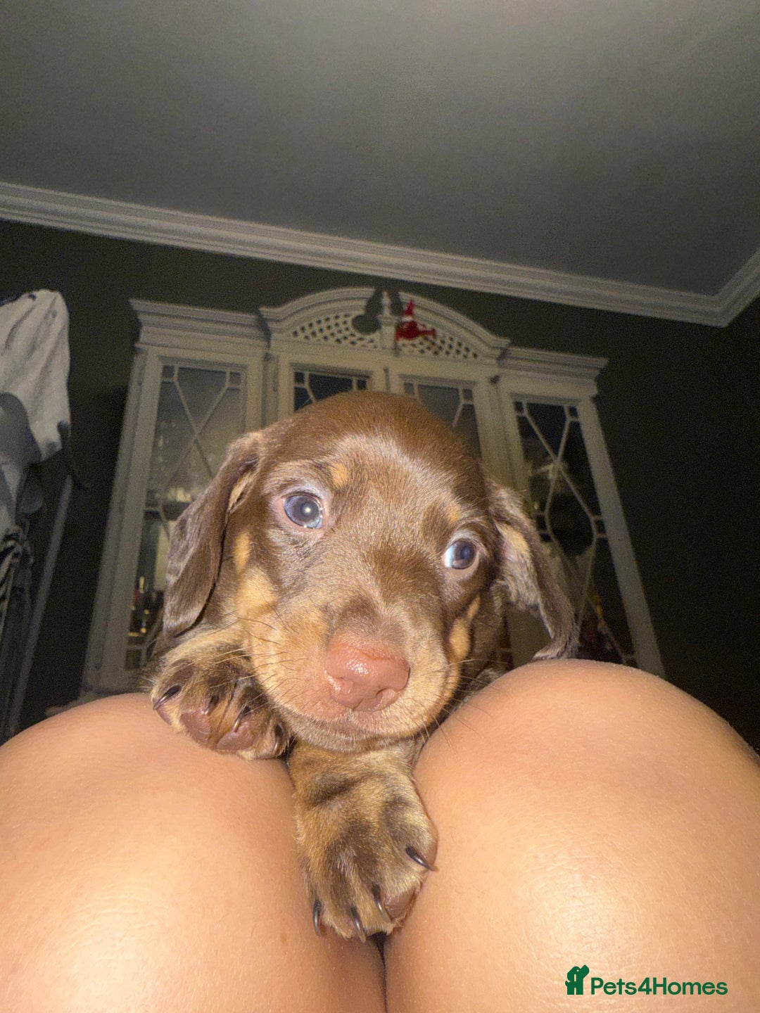 Dachshund dogs for sale: Dashaund - Image 3