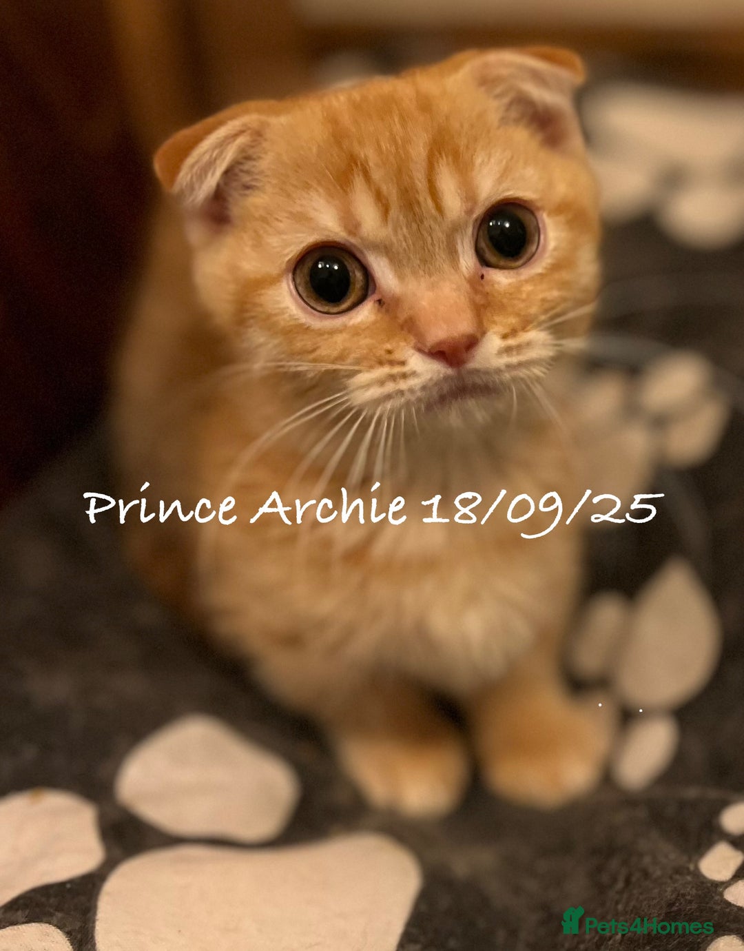Munchkin cats for sale: Exceptional Quality & Extremely Rare Silver Minuet - Image 27