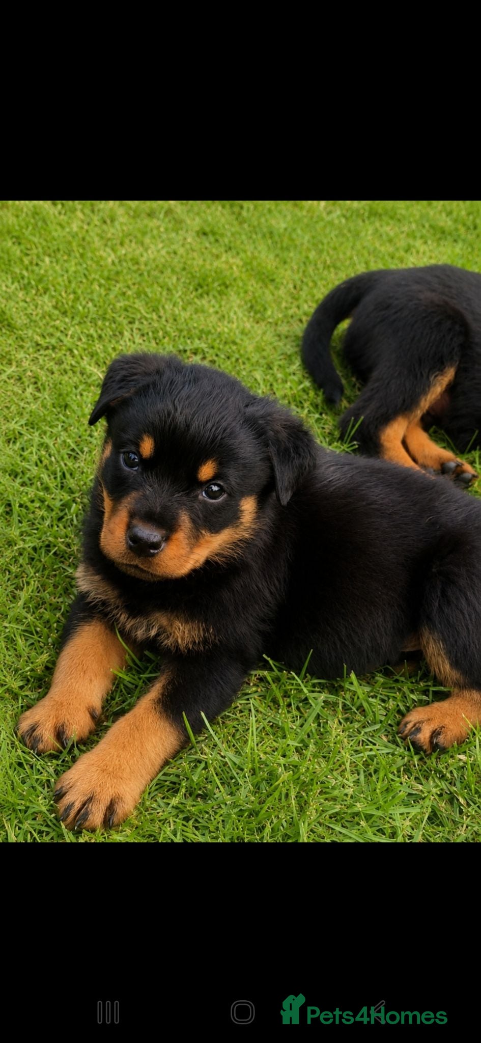 Rottweiler dogs GORGOUSE ROTTWEILLER PUPPYS - Advert 5