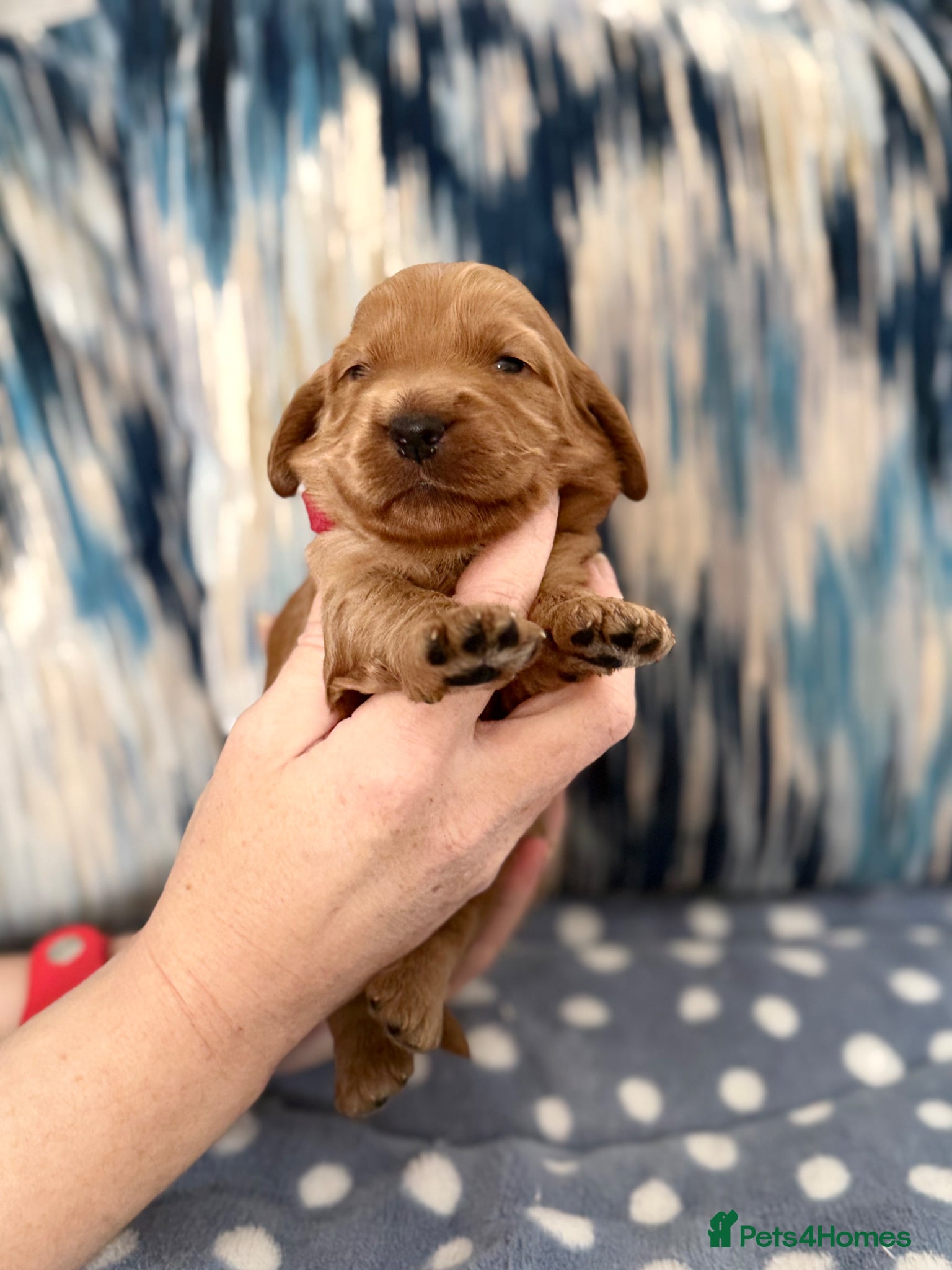 Cockapoo dogs F1 show line cockapoo puppies - Advert 15